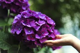Transformez la couleur de vos hortensias : c’est très simple, découvrez comment faire !