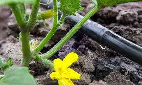 Peroxyde d’hydrogène : utilisez-le sur les plantes et vous verrez les résultats !