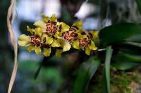 Orchidée : ses feuilles doivent toujours être très brillantes, découvrez comment !