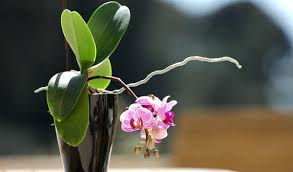 Orchidée : je vais vous dévoiler l’astuce pour la faire fleurir, très simple !