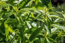 Les plantes anti-tiques : ce sont de puissants répulsifs naturels !