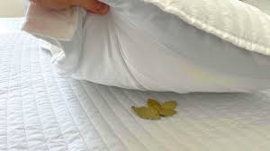 Laurier : mettre les feuilles sous le matelas, ma grand-mère faisait toujours ça